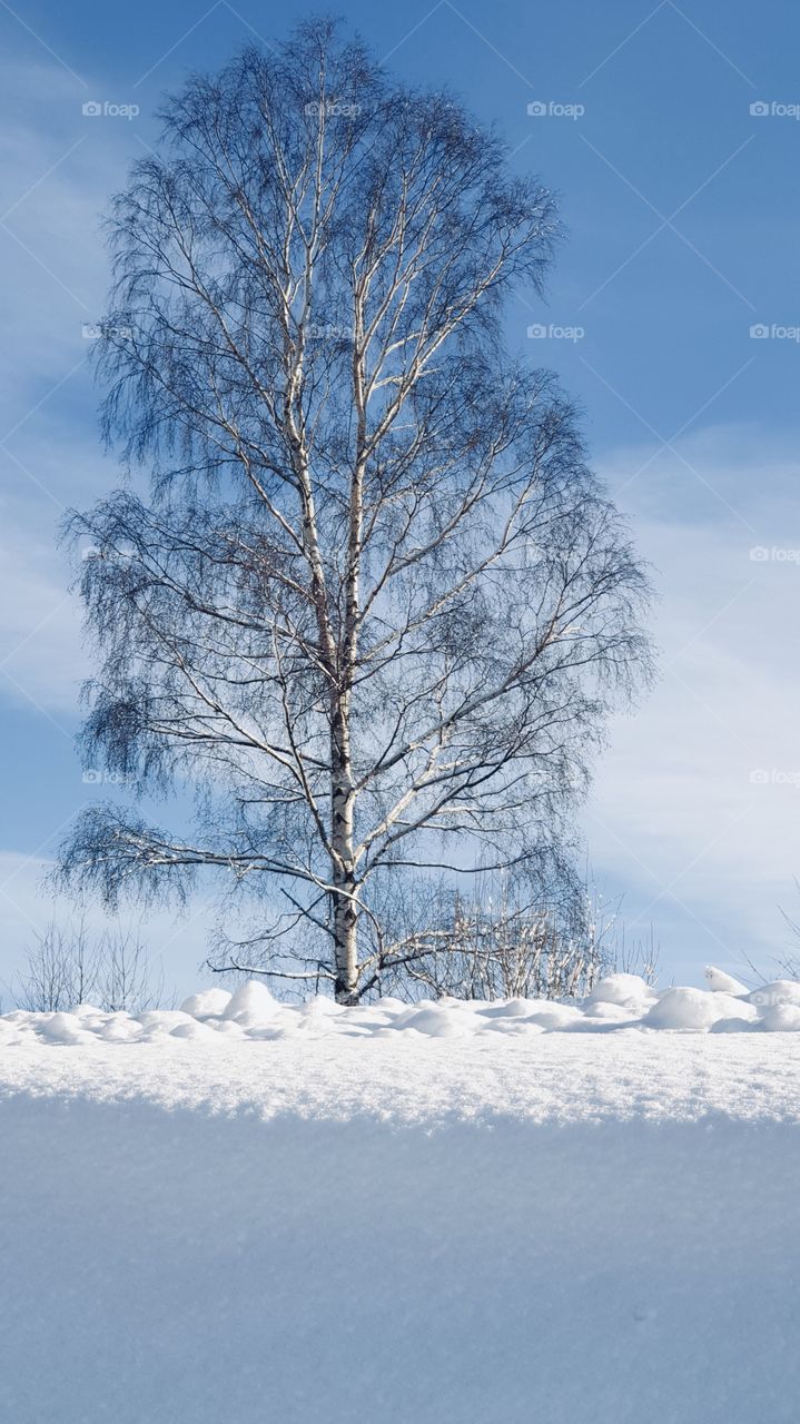 Beautiful snowy birch tree on a sunny winter day with blue sky , vacker vinterdag snö björk träd natur 