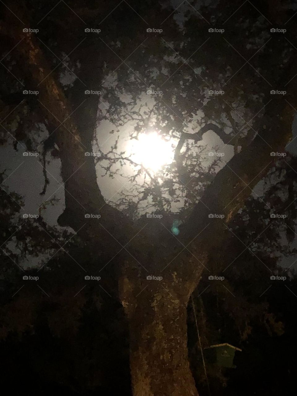 Full moon last night here at the ranch in Texas. Caught it between the branches of the live oaks, glowing in all its glory! And of course it was before 6am 👍🏻