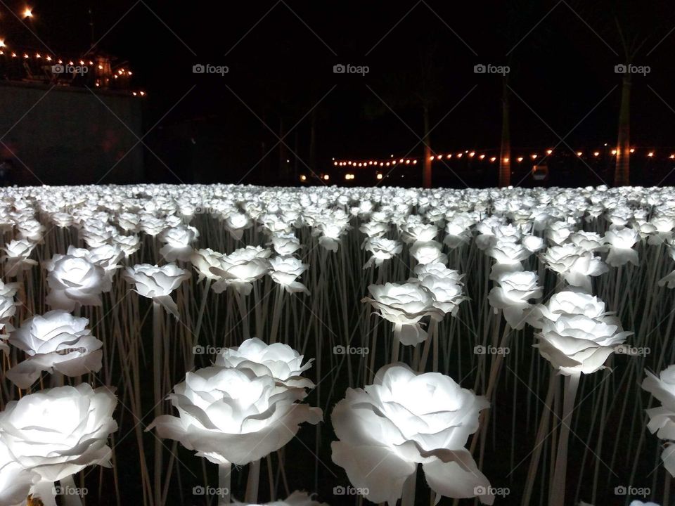 10k Roses in Cordova