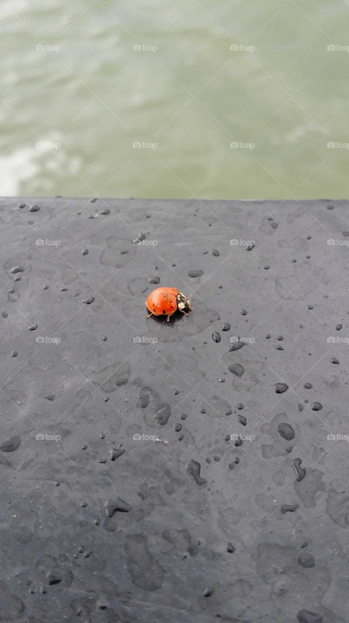Ladybug walking on a boat on the river