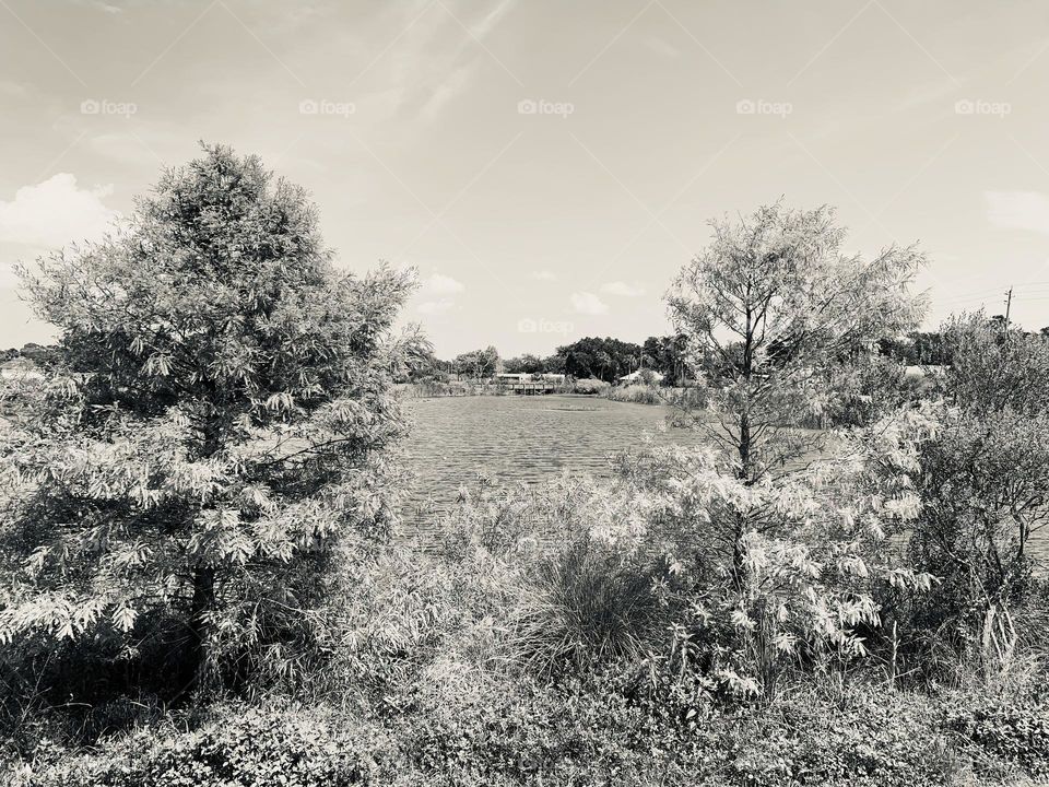 Urban Nature Water At The Draa Field Stormwater Park In The City For The Ecosystem To Provide A Water Quality Benefit To The Indian River Lagoon And To Reduce Flooding Within The Basin, In Florida In Black And White.