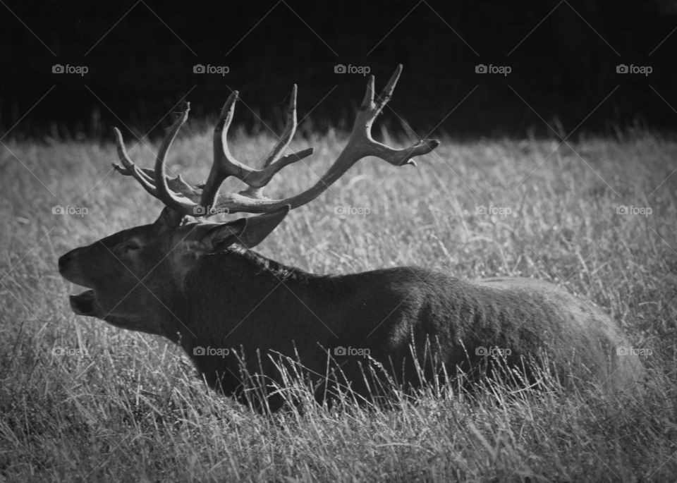 Animals, deer, meadow, greenery, horns, black and white