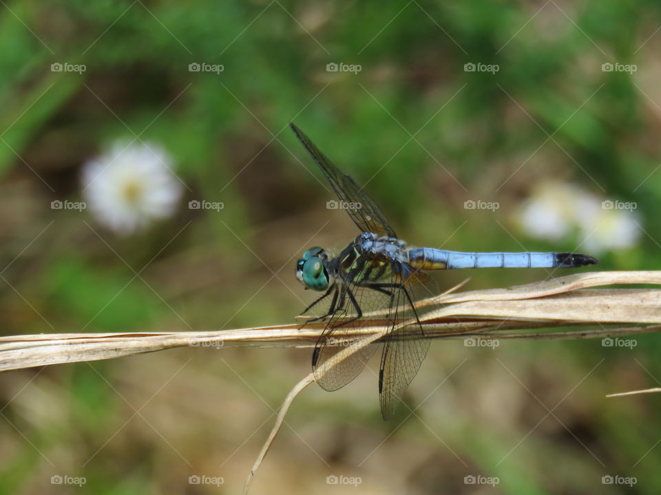 blue dragonfly