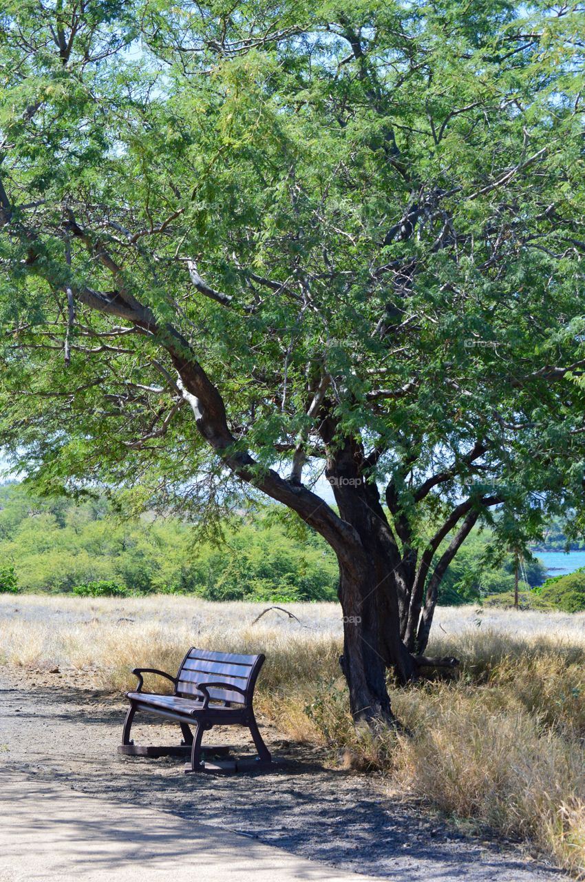 Lonely bench