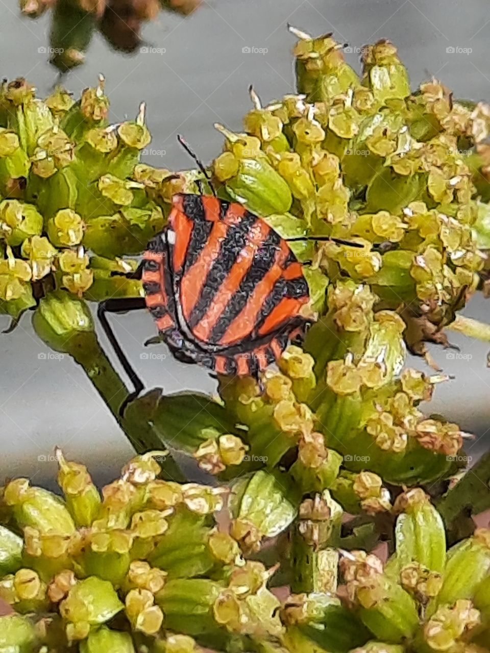 stripped  red beetle on yellow lovage buds