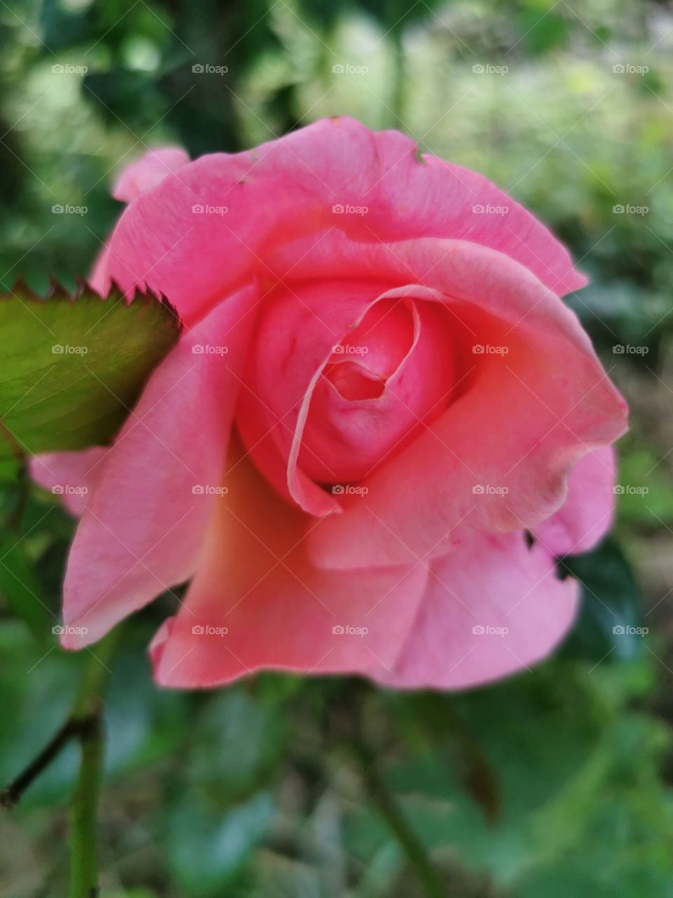 Vivid pink rose