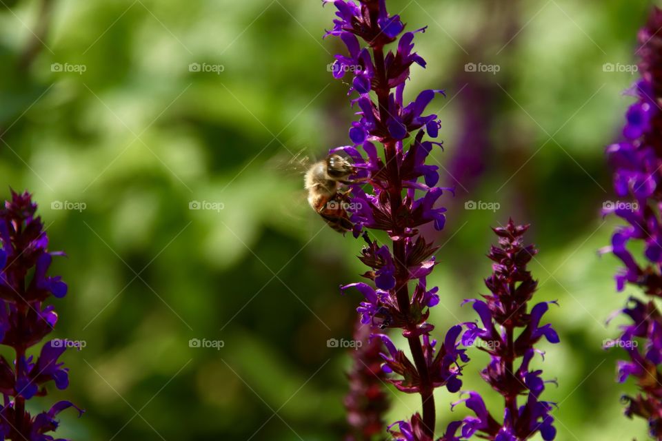 beautiful little bee
