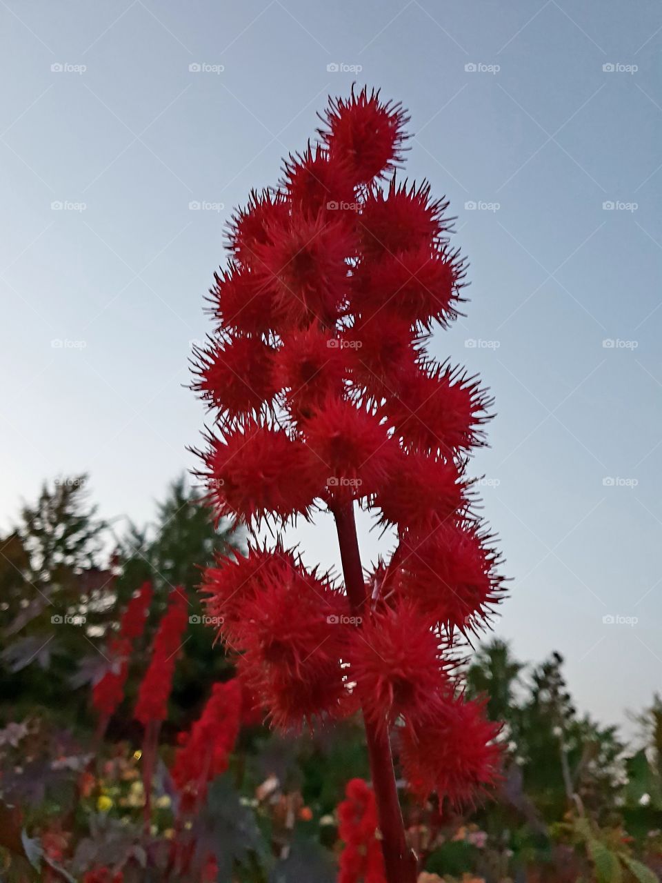 red plant