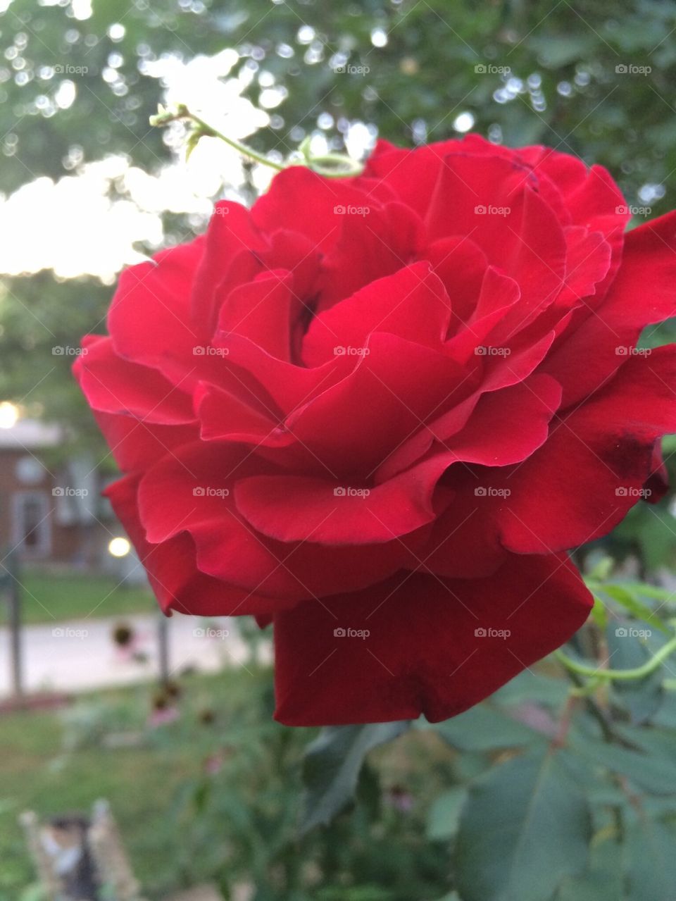Red red rose
