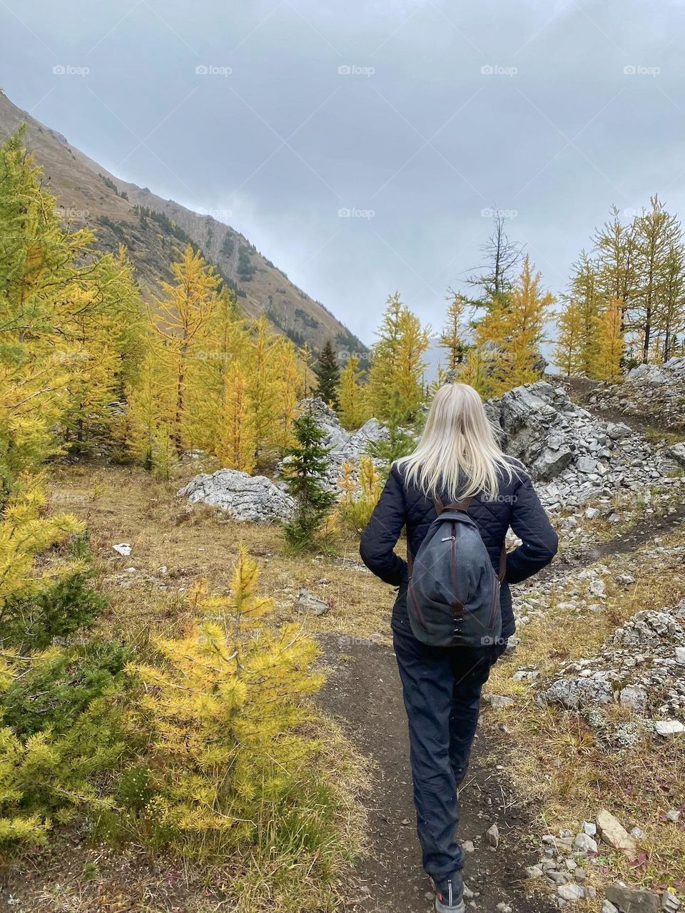 Hiking in the mountains surrounded by golden larches 