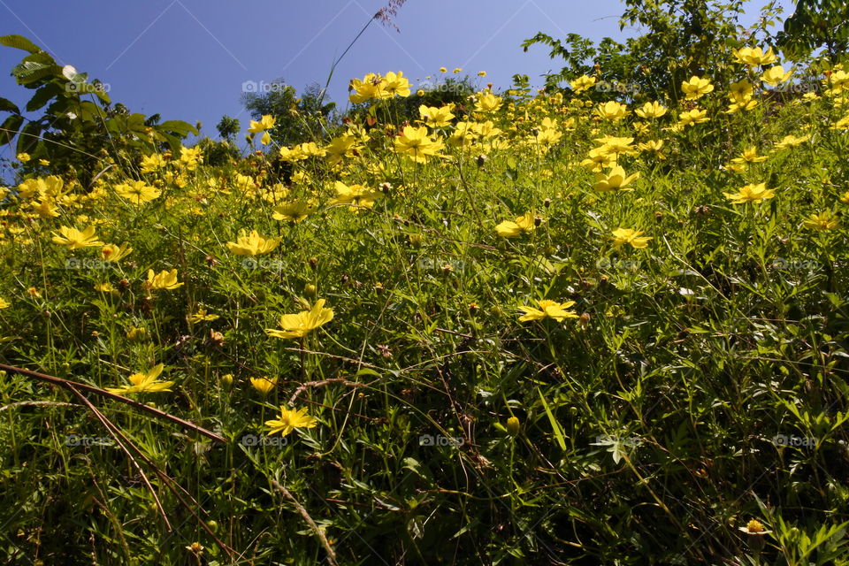 yellow flowers on hill