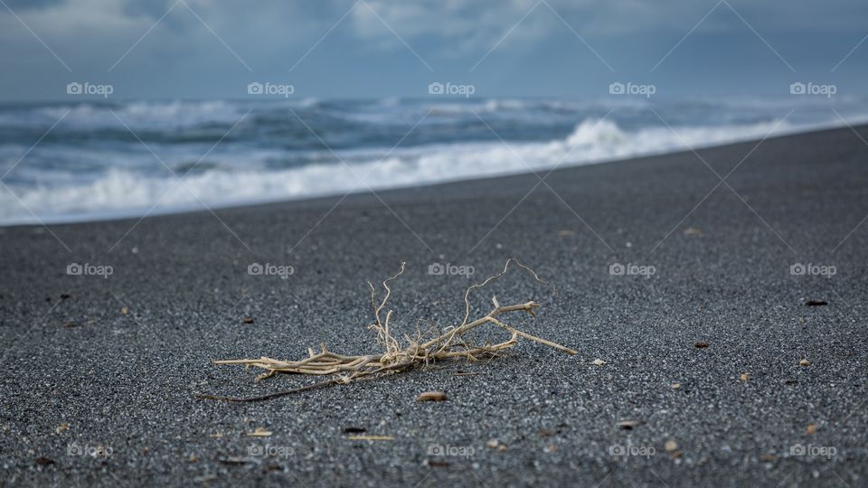 Dry stem at beach