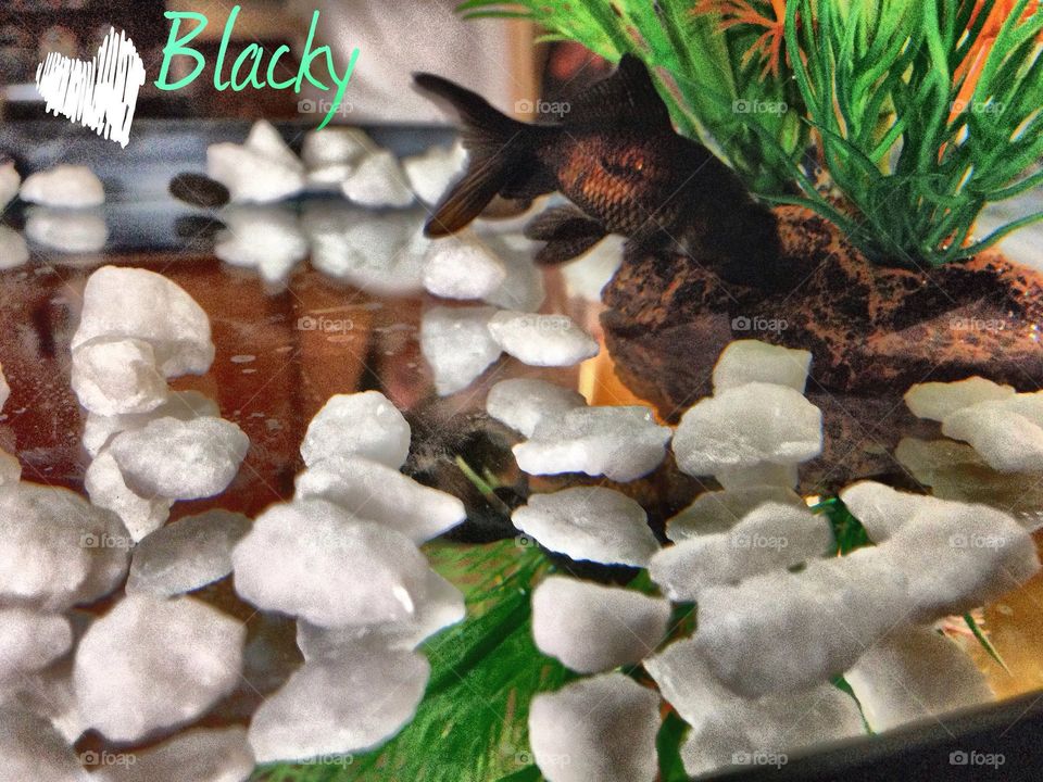 Mr. Blacky my pet fish