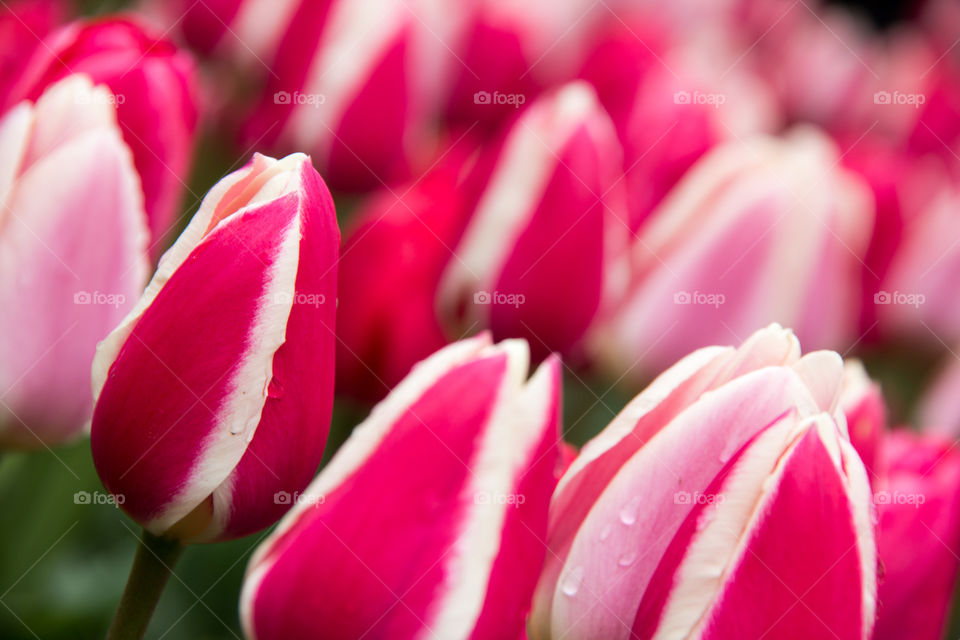 Tulips and water droplets 