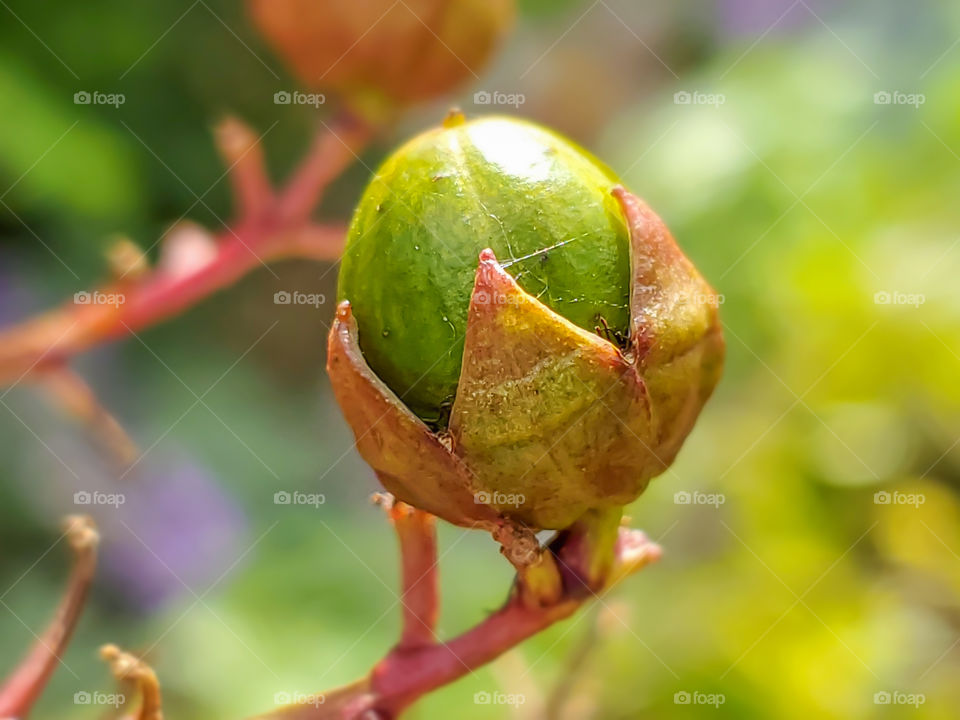 Beautiful colorful crapemyrtle flower bud emerging from it's outer flower bud shell just in time for Spring bloom.