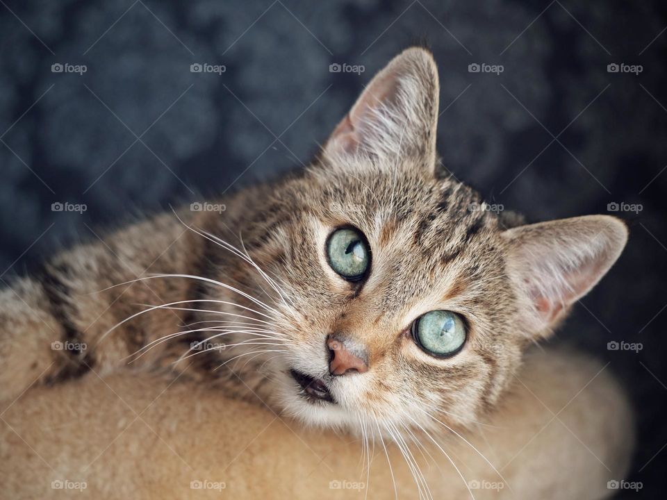 Cute tabby cat portrait