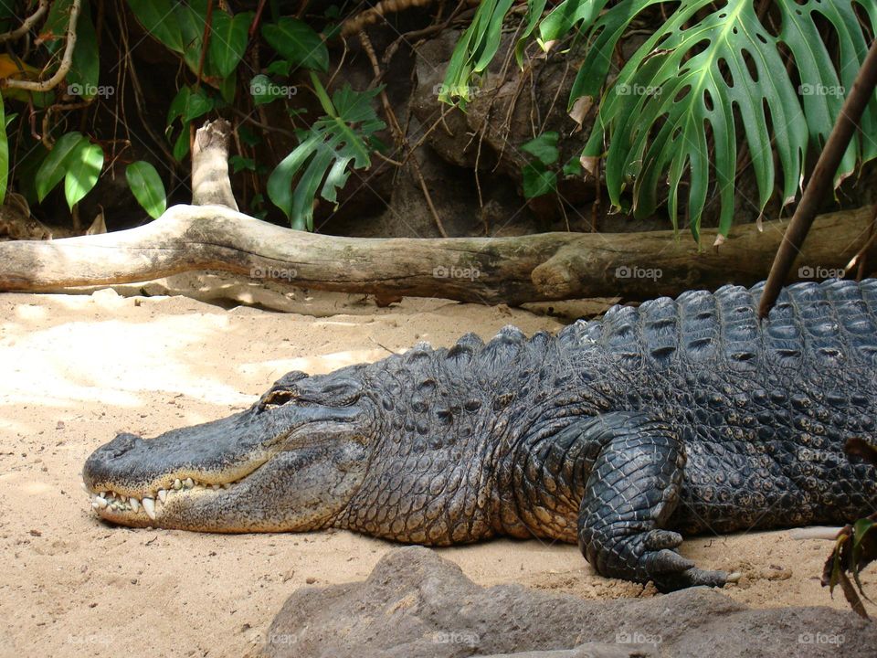Crocodile 🐊