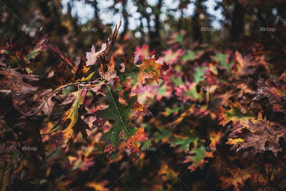 autumn foliage