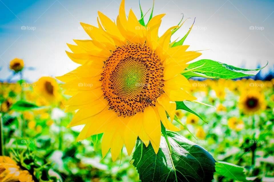 Sunflower