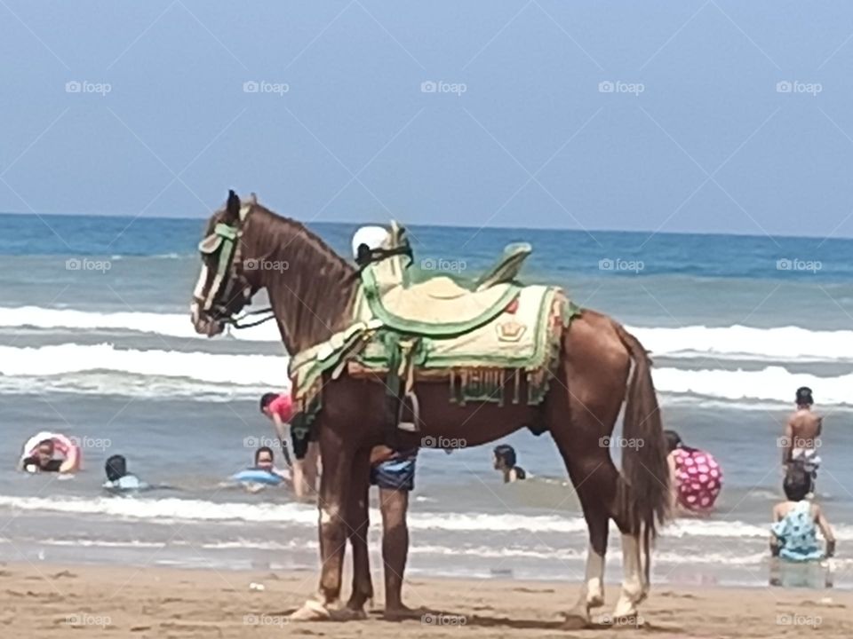 The horse in the beach