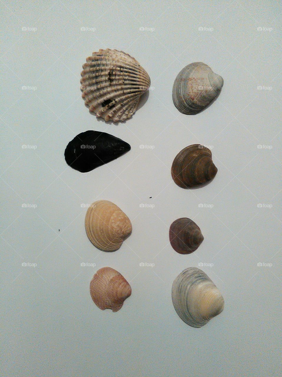 seashells