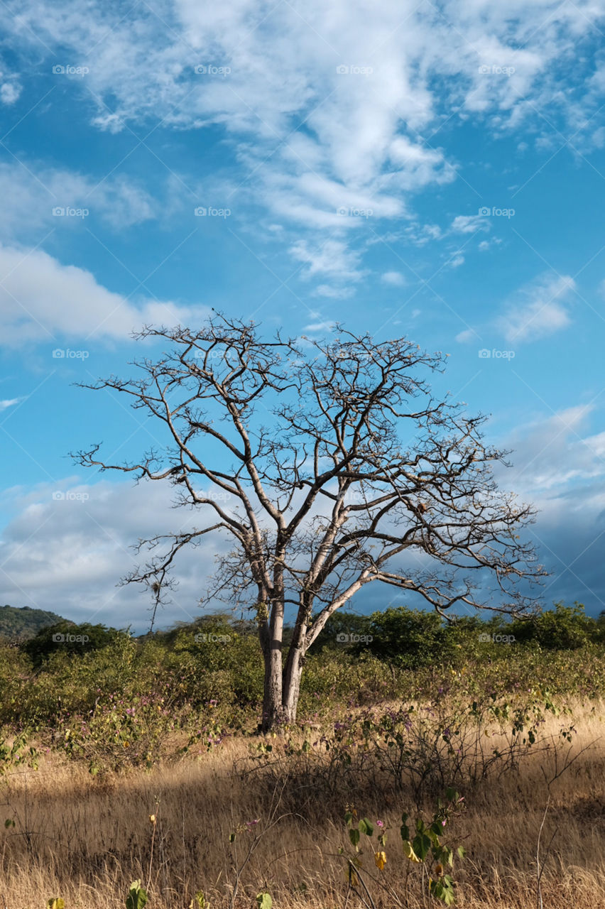 árbol seco en la llanura confiando el cielo azul y nubes blancas