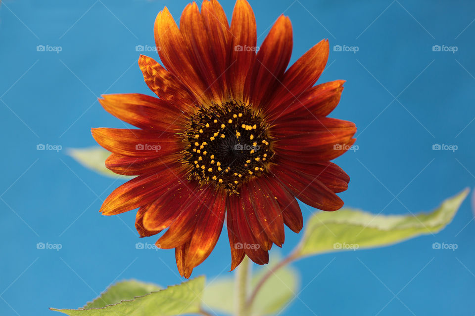 Girasol