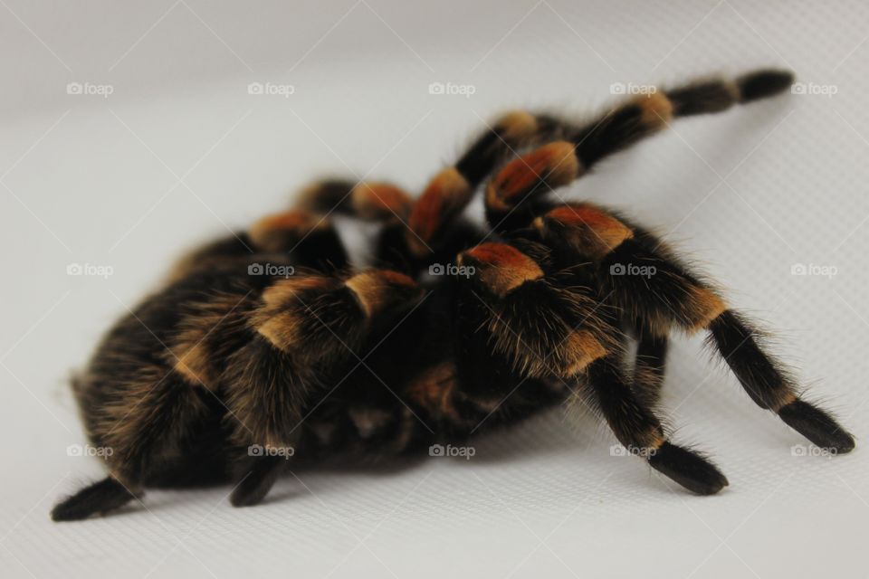 Spider, Arachnid, Hairy, Animal, Insect