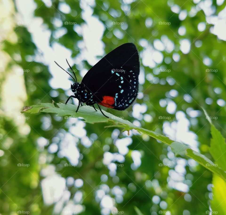 tiny black butterfly