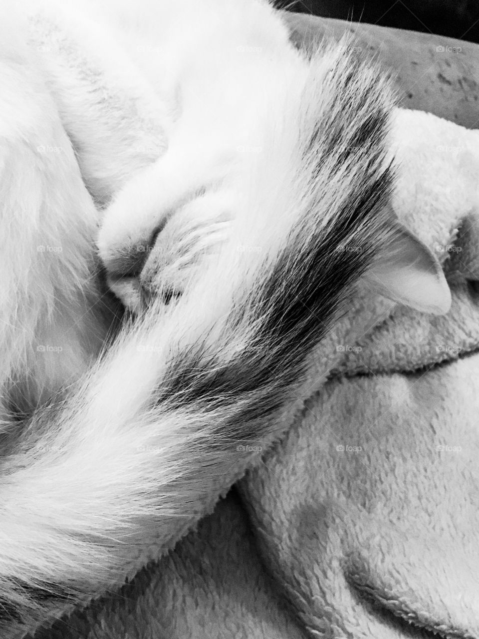 The cutest white cat is sleeping. Domestic animals. White fur background.