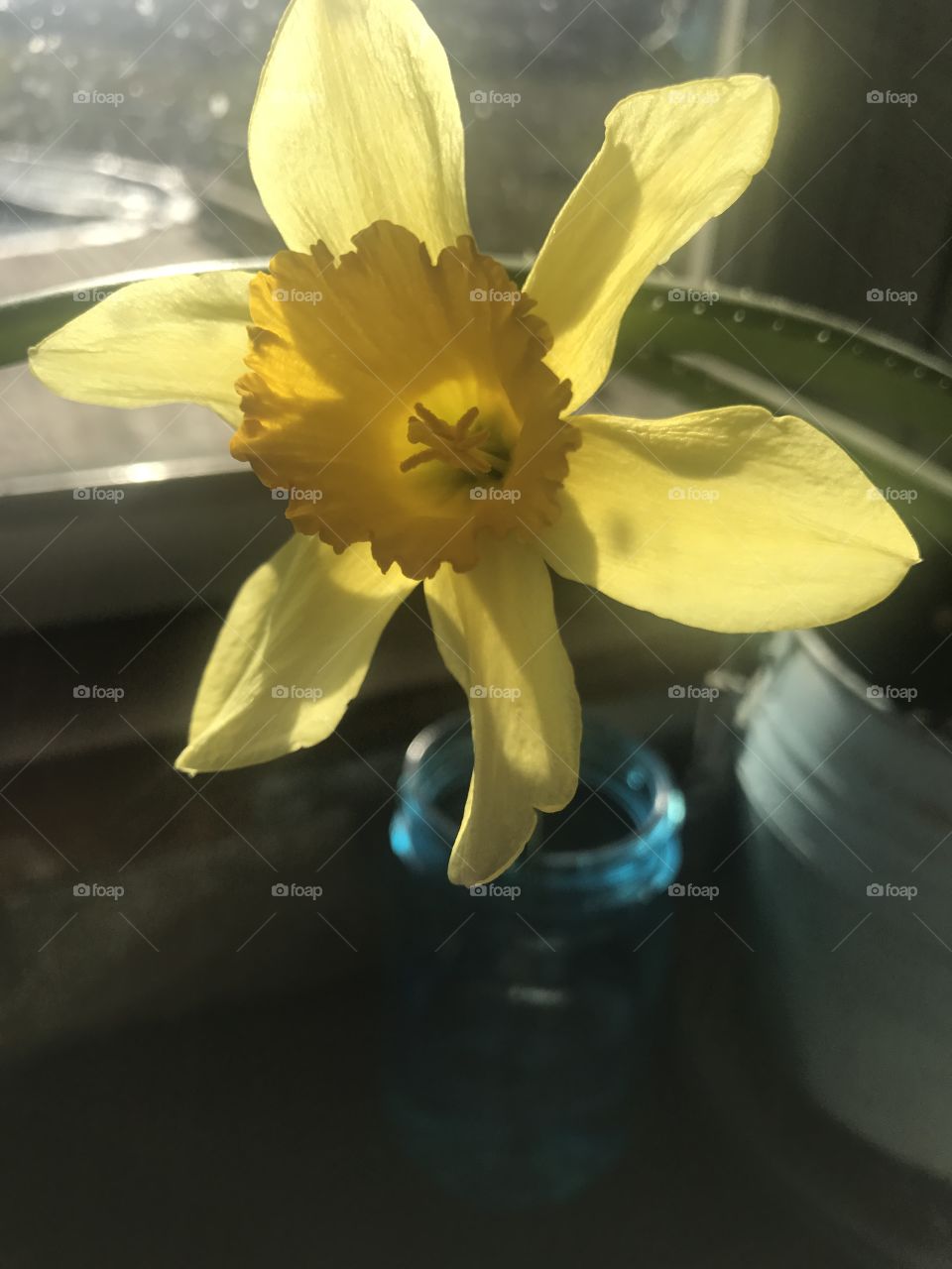 Fresh picked Daffodil 