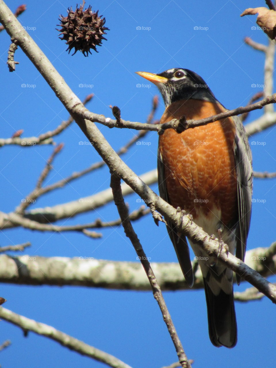American Robin on a sweet gum tree in January of 2019