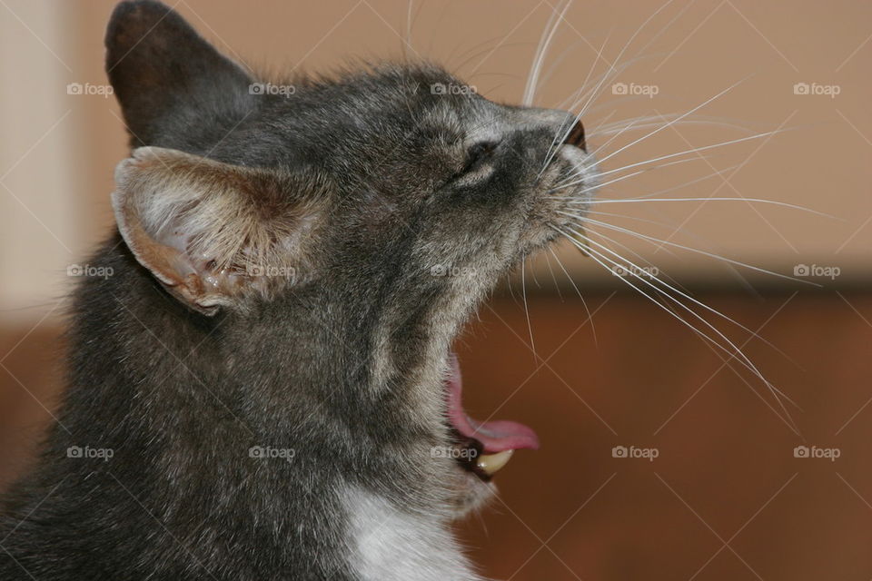 cat yawns 