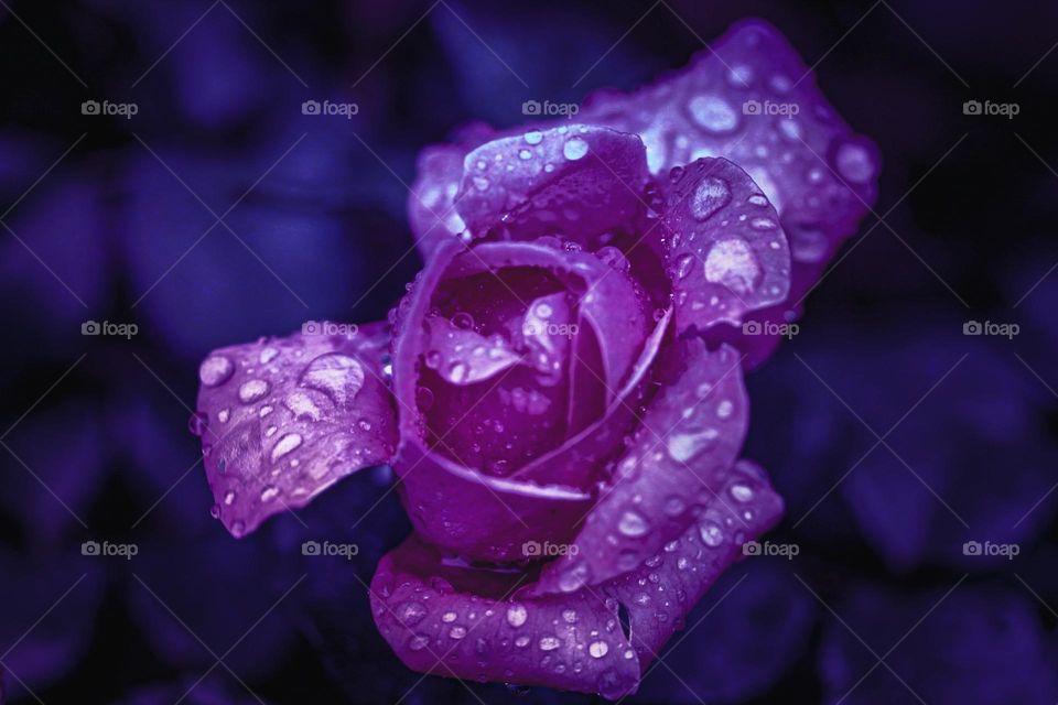 A purple rose at the rain