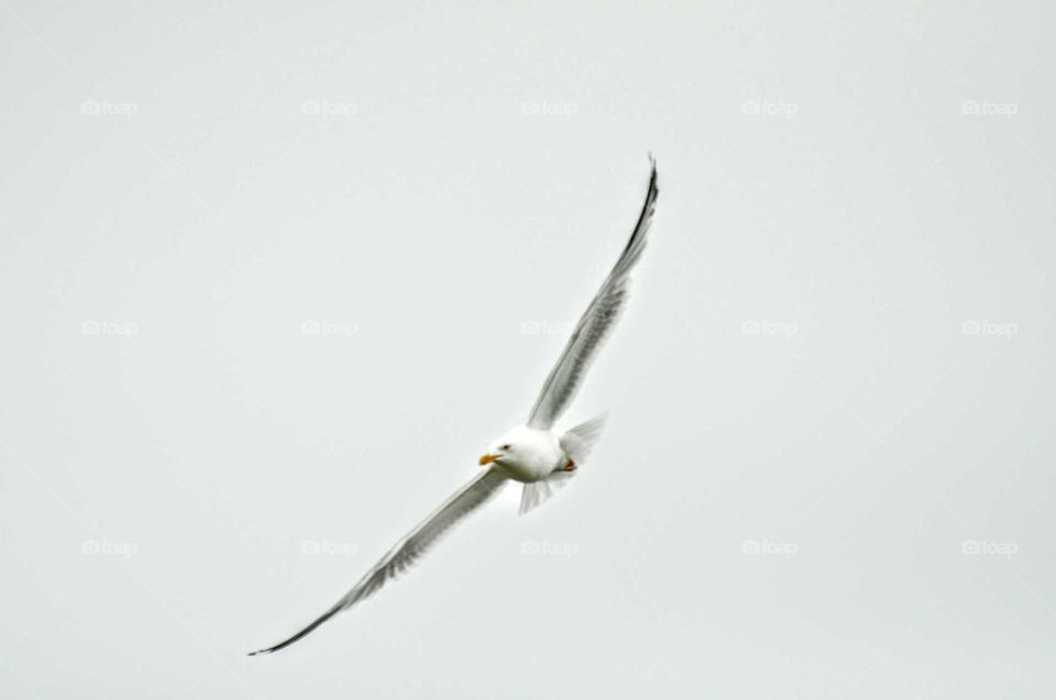 Seagull