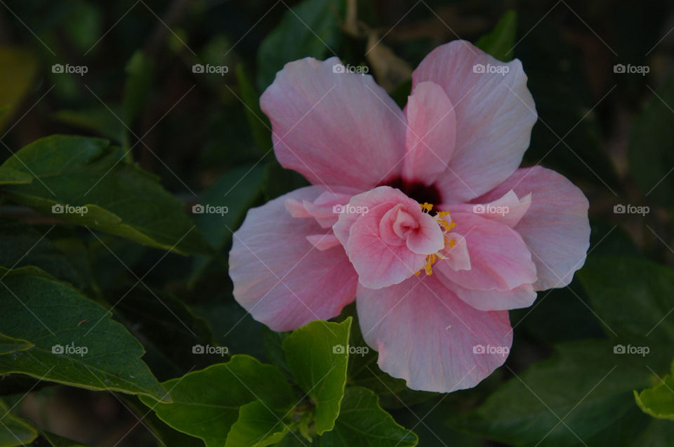 pink flower tenerife june by stevephot