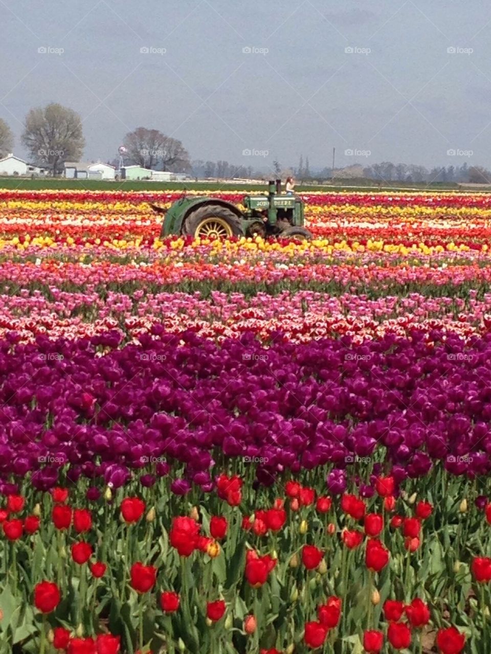 Tractor and tulips