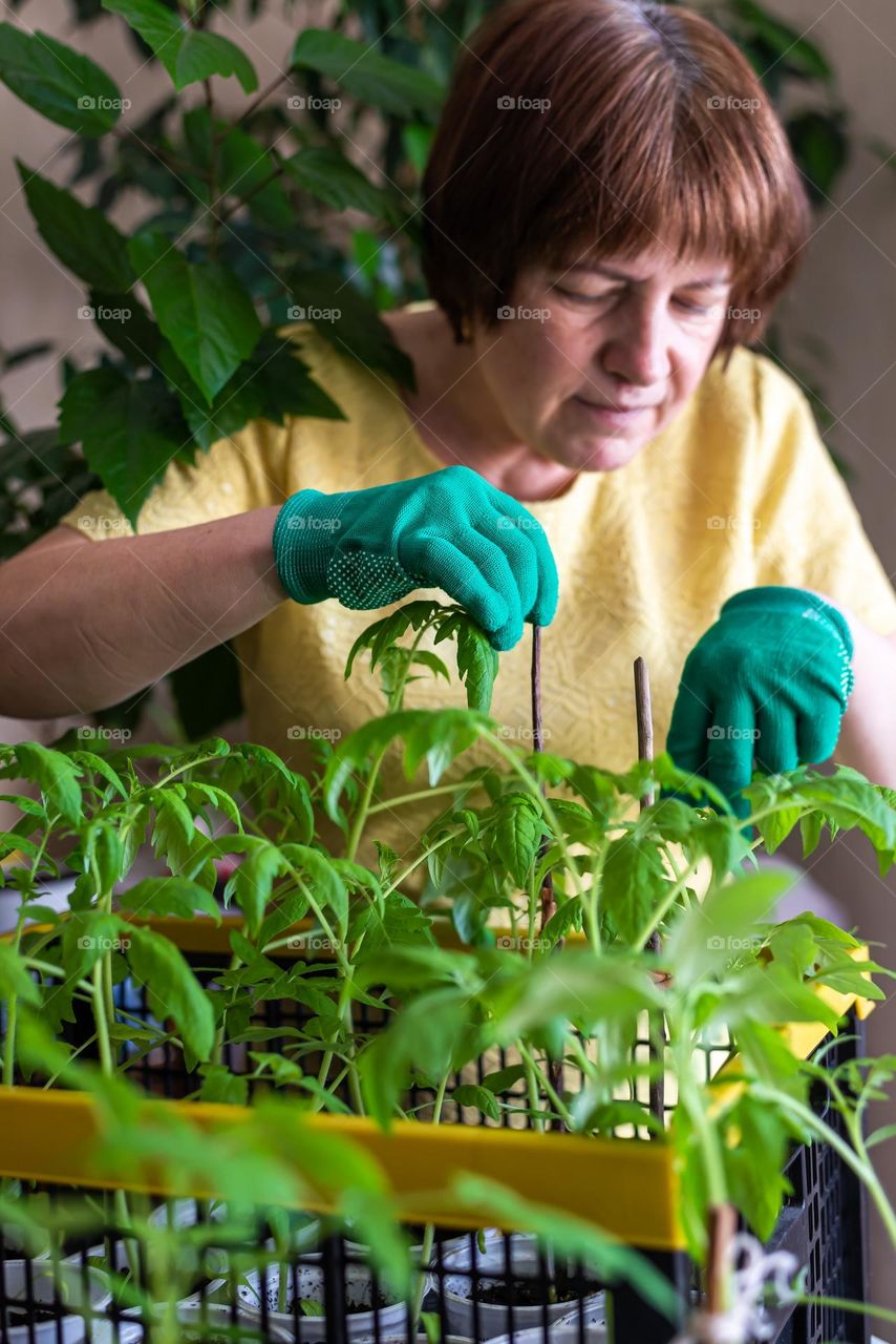 Home gardening, woman aged senora growing tomatoes at home. Do it with your own hands. DIY