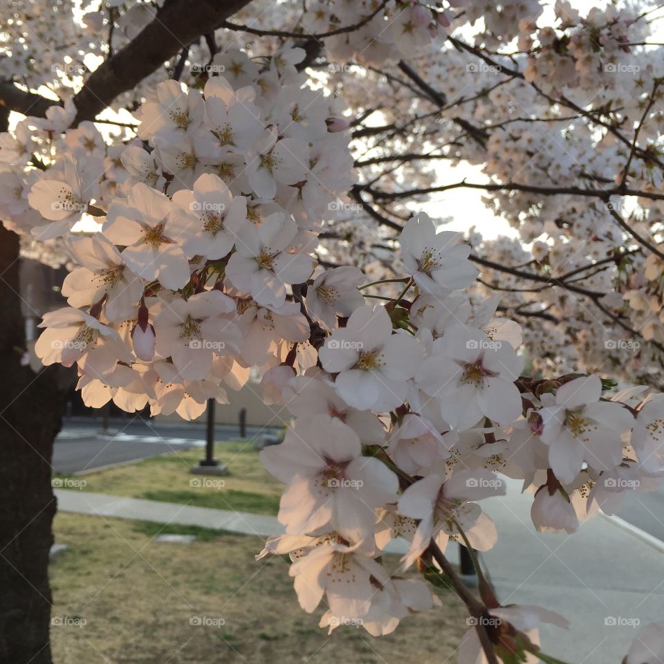 Cherry Blossoms at Sunset