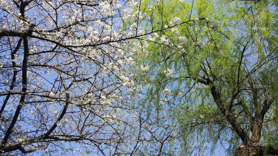 White cherry tree, green willow tree