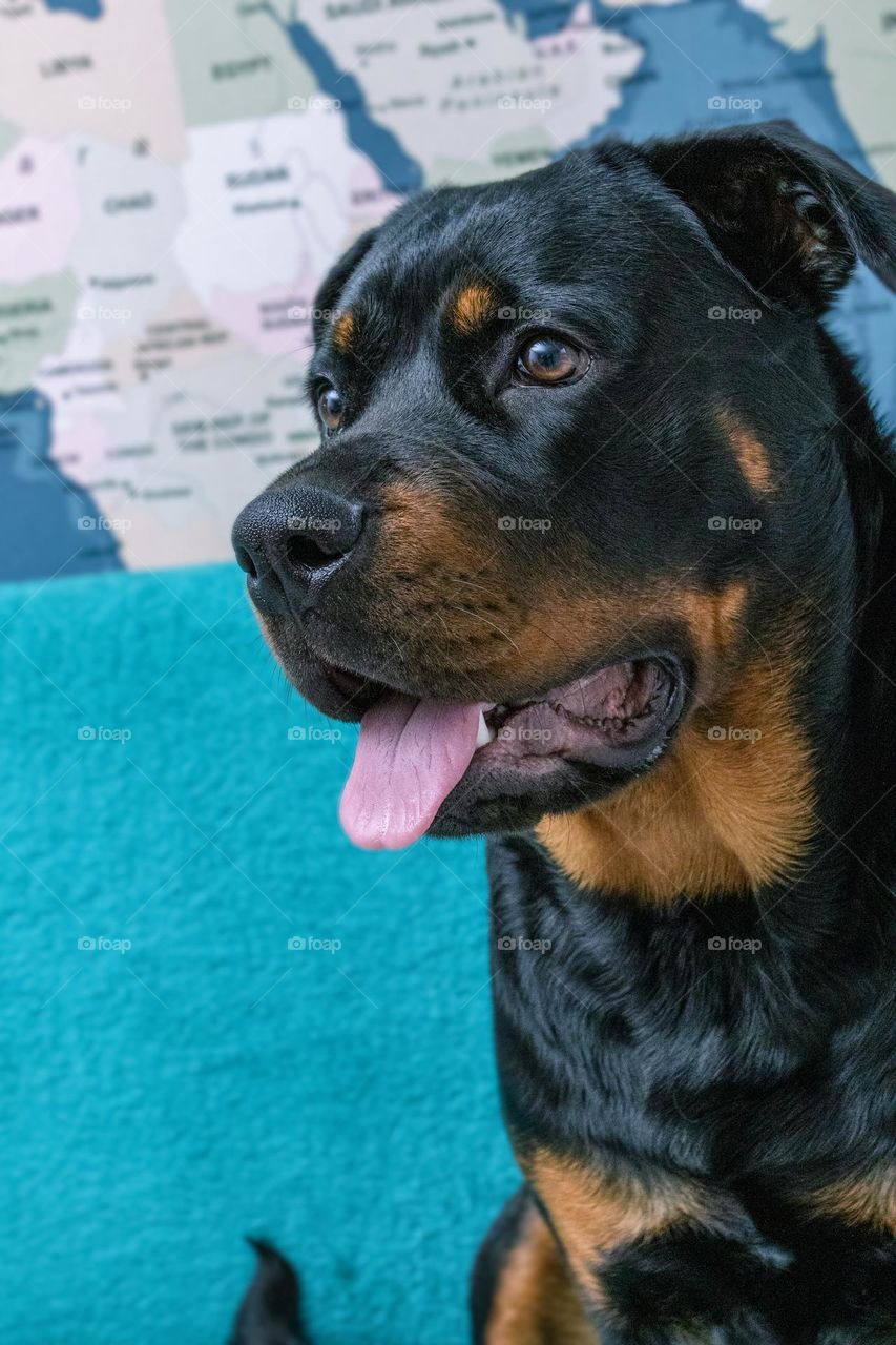 Ellie the Rottweiler, the cutest dog.