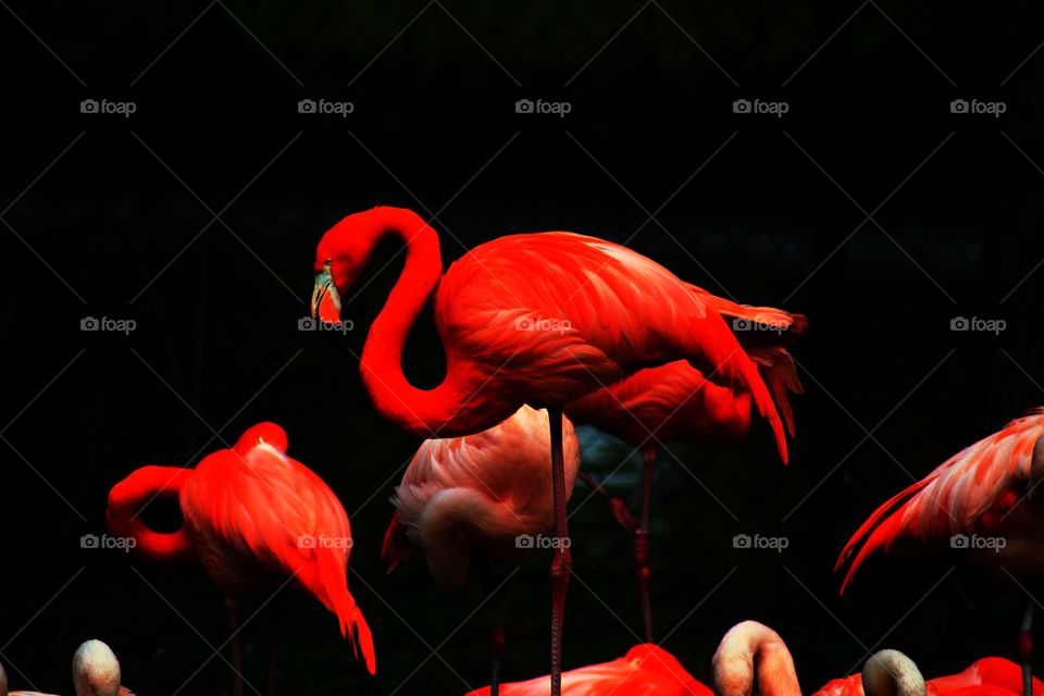 Flamingo