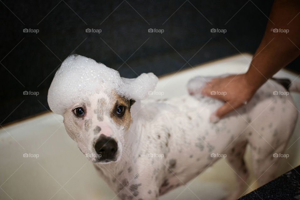 A dog in the bathroom with foam on head