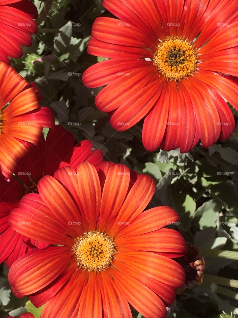 Red flowers. Transvaal daisy