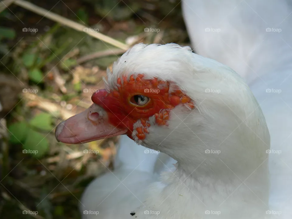 Gans