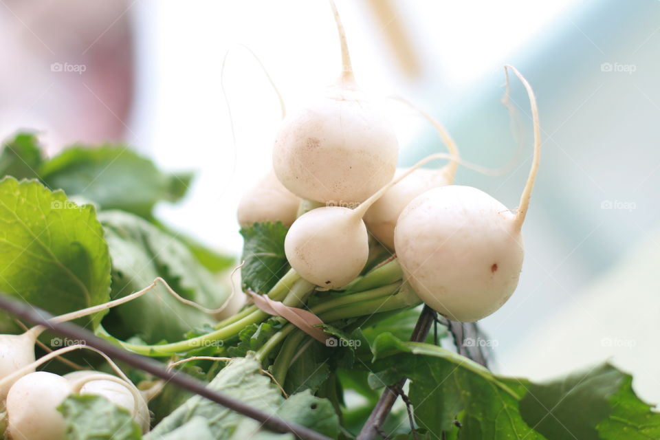 White Radishes