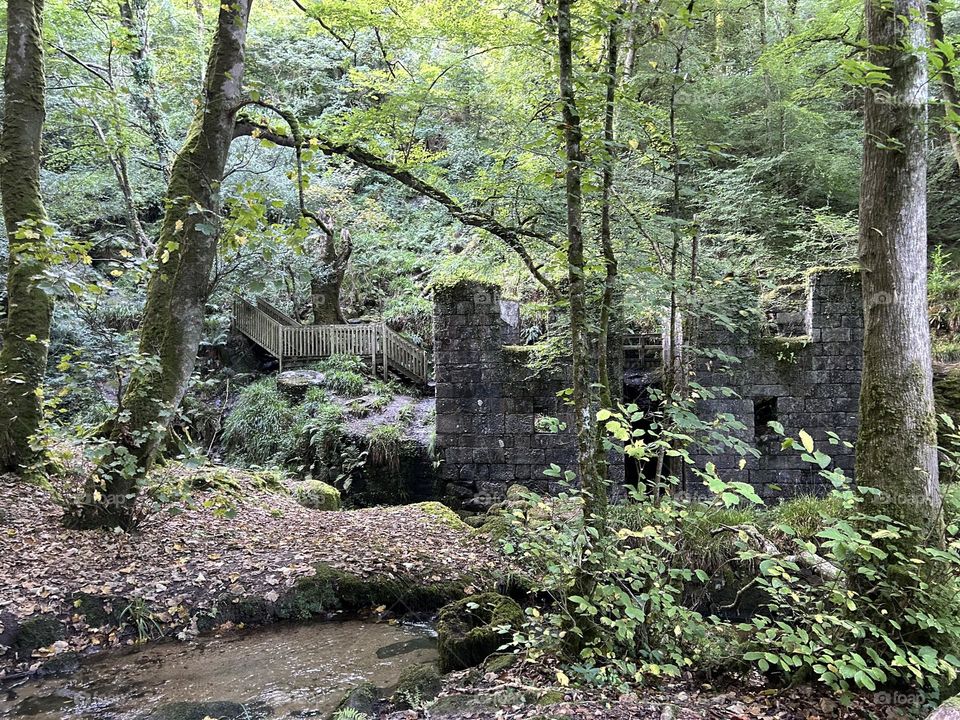 Deserted forest covered in green plants 