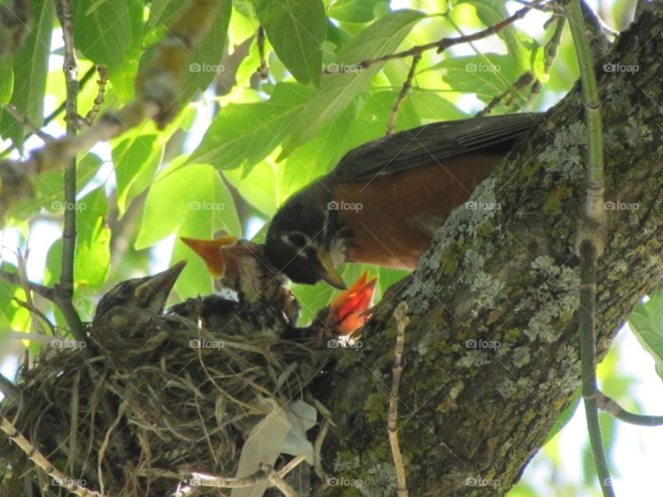 mommy bird with babies 