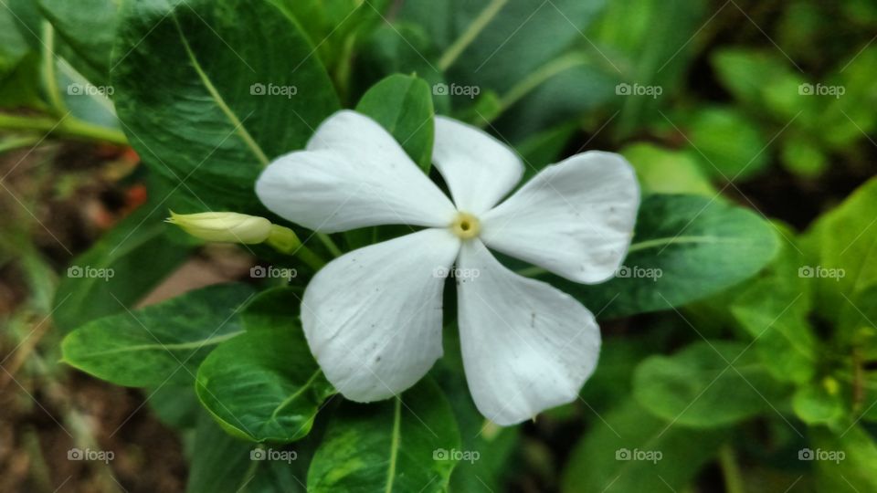 white colour flower