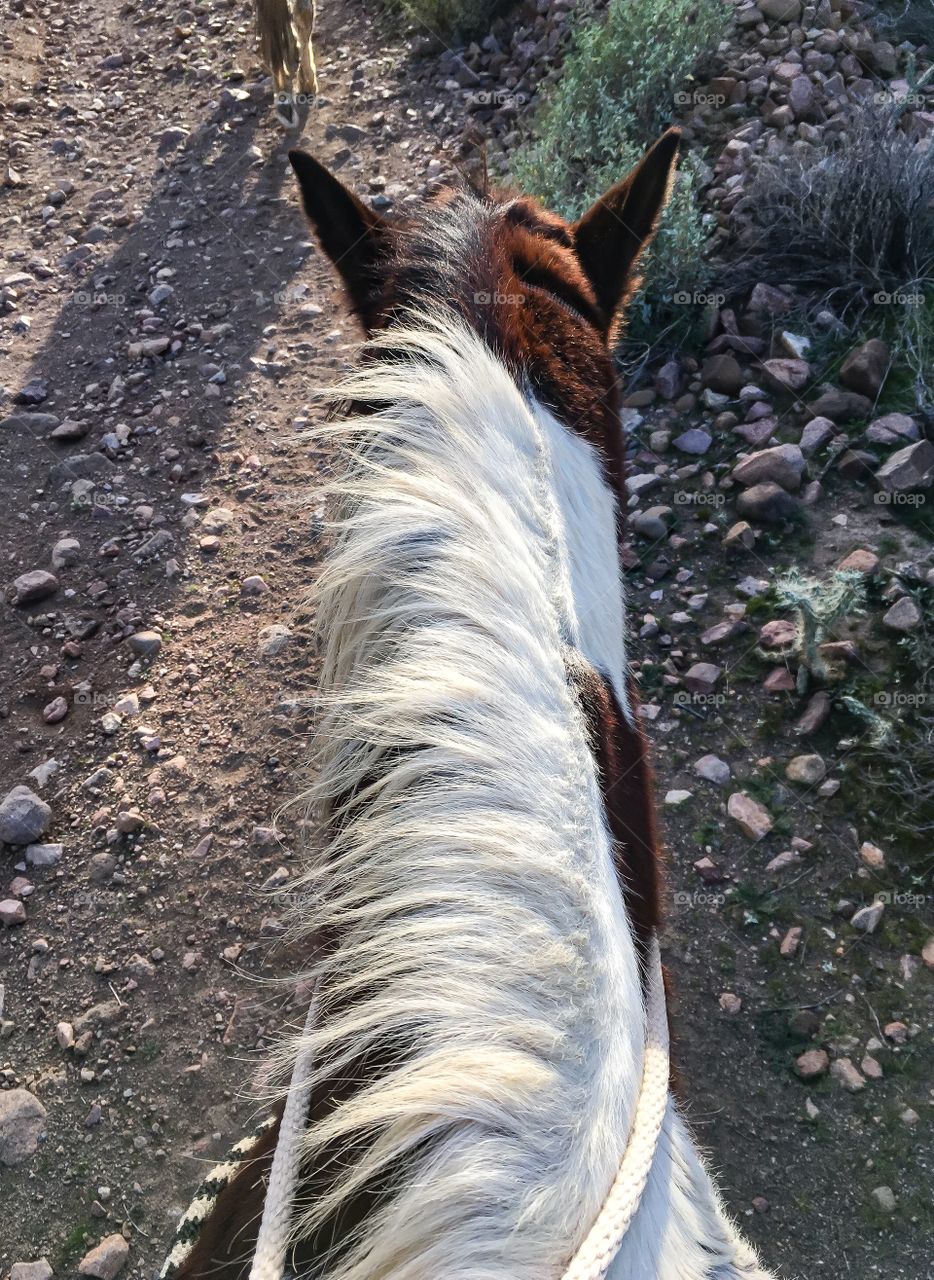 Arial view of a majestic horseback tour ride through the arid, wild desert of Arizona. 